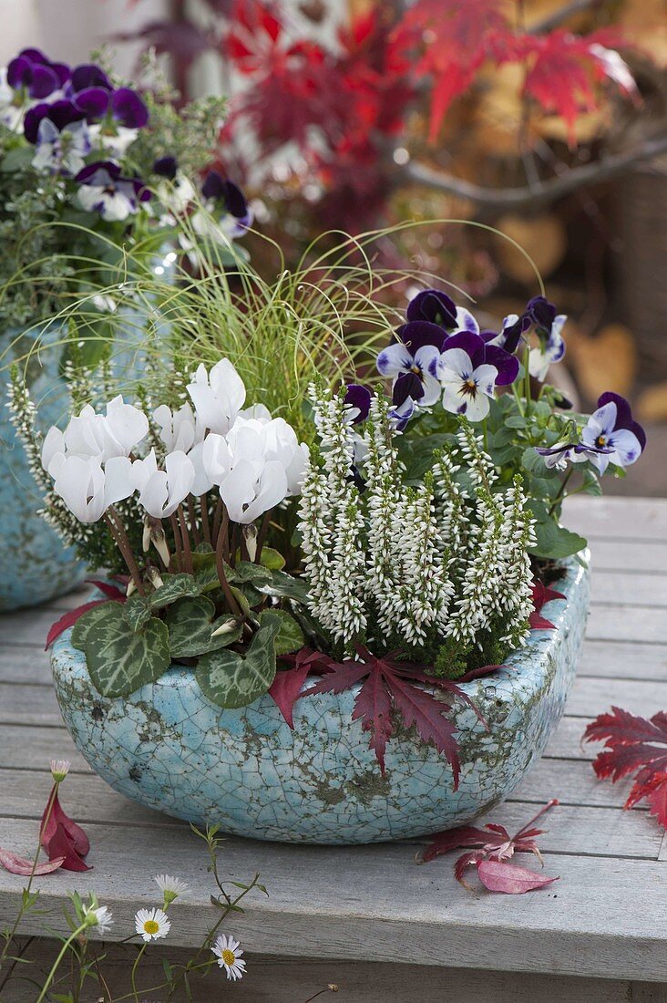 Turquoise bowl with Calluna 'Alicia' (bud-flowering broom heather), cyclamen