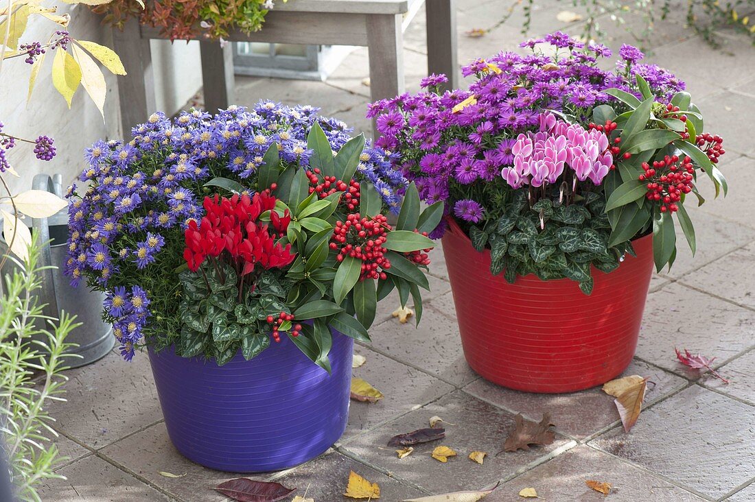 Colourful plastic vats planted in autumn: Aster dumosus