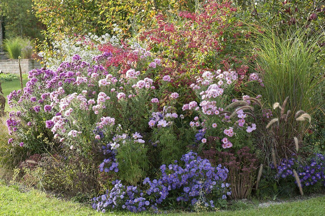 Autumn border with asters and peonies