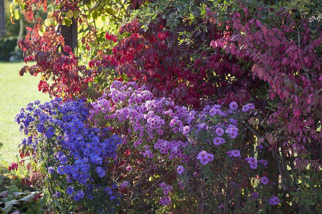 Aster (autumn aster) in front of Euonymus alatus (cork spindle bush)