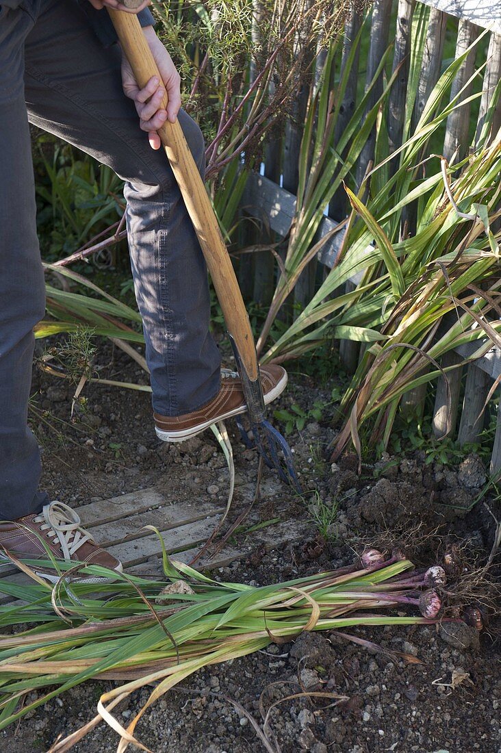 Woman digging gladiolus (gladioli) before the first frosts