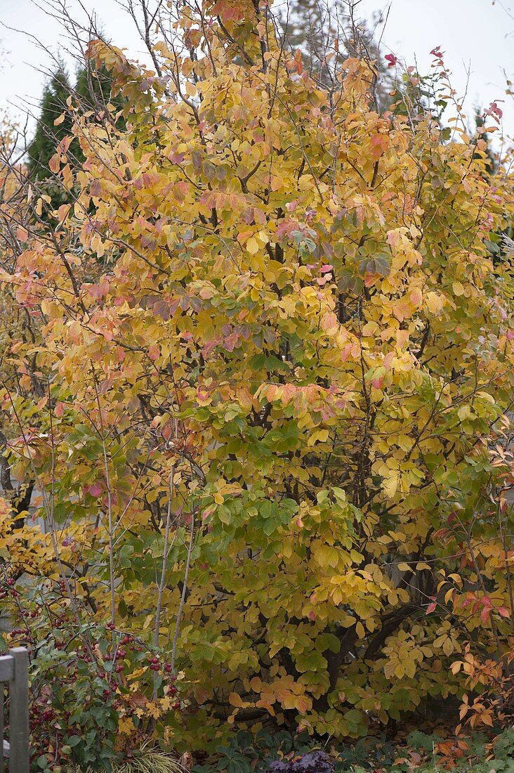 Parrotia persica (ironwood tree) in autumn colours