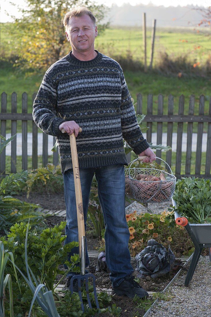 Man with basket full of freshly harvested carrots, carrots (Daucus carota)