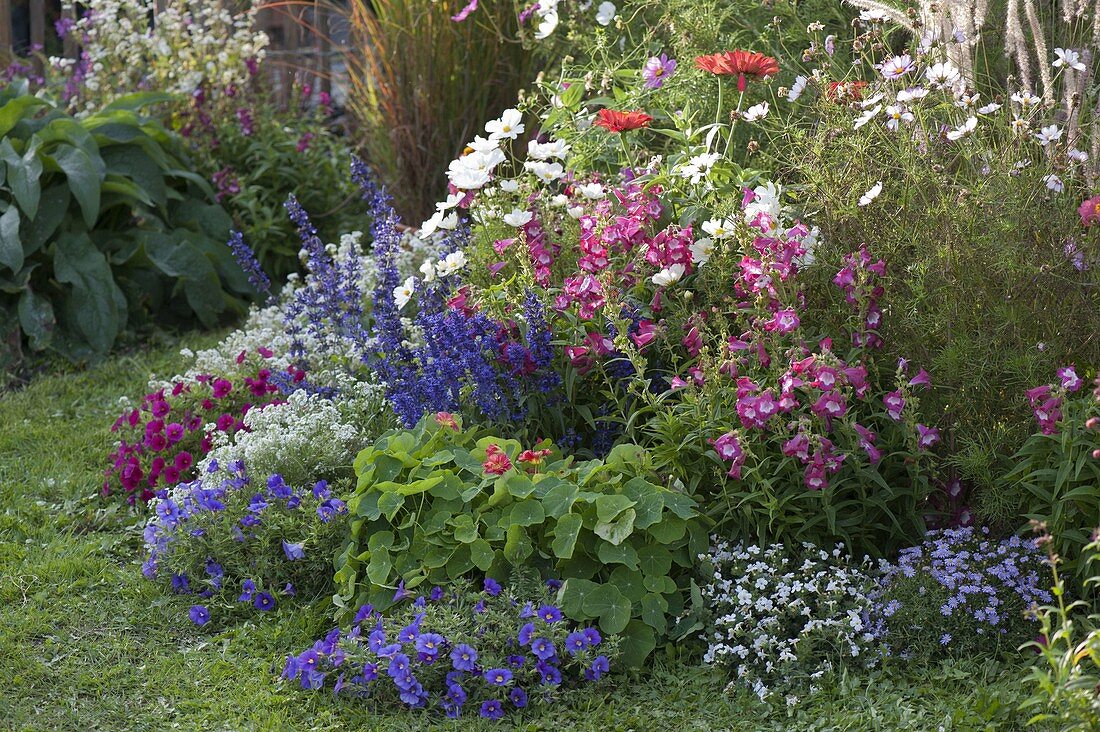 Variegated summer flowerbed: Calibrachoa, Tropaeolum