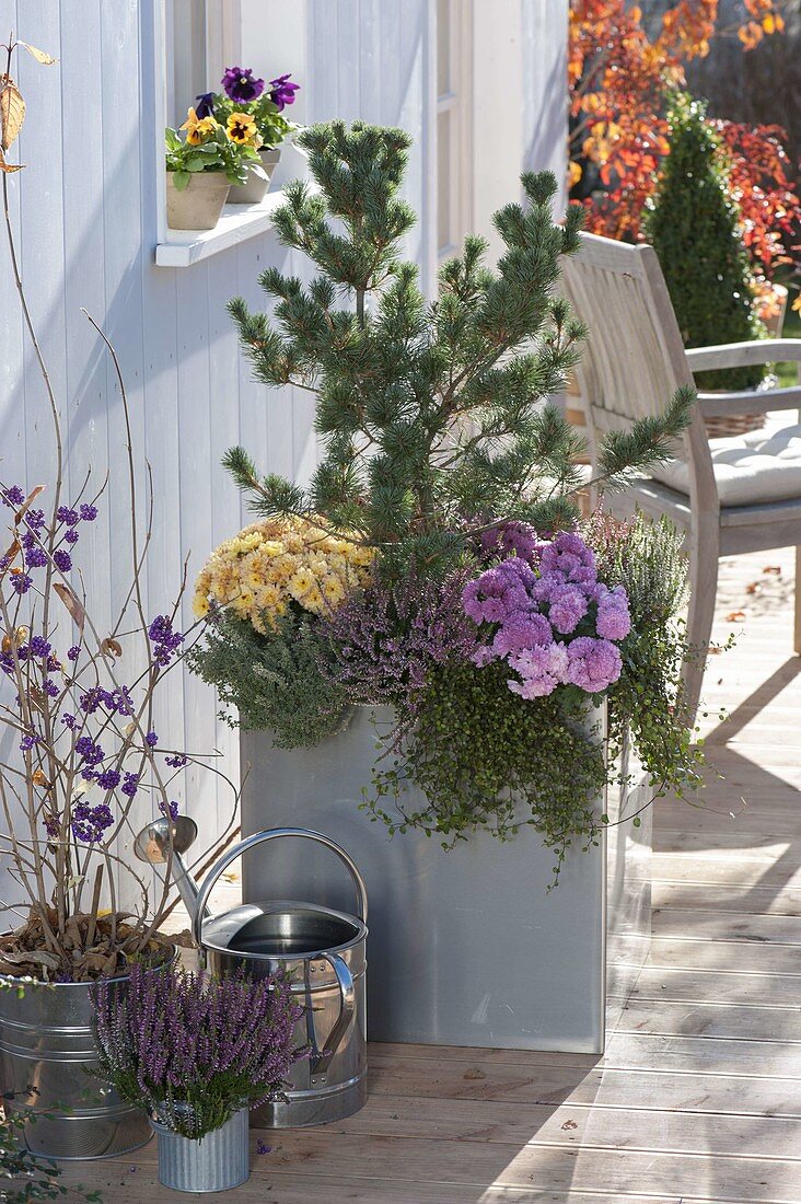 Pinus parviflora 'Negishi' (Girl pine), Calluna Garden Girls