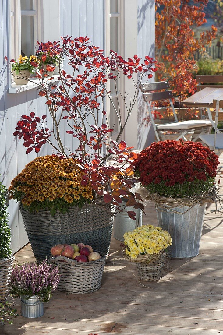 Autumn arrangement in pots on wooden deck