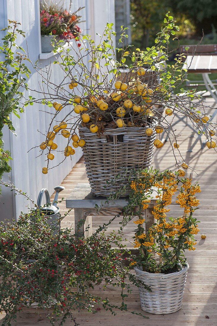 Chaenomeles japonica (Ornamental quince), Pyracantha 'Soleil d'Or' (Firethorn)