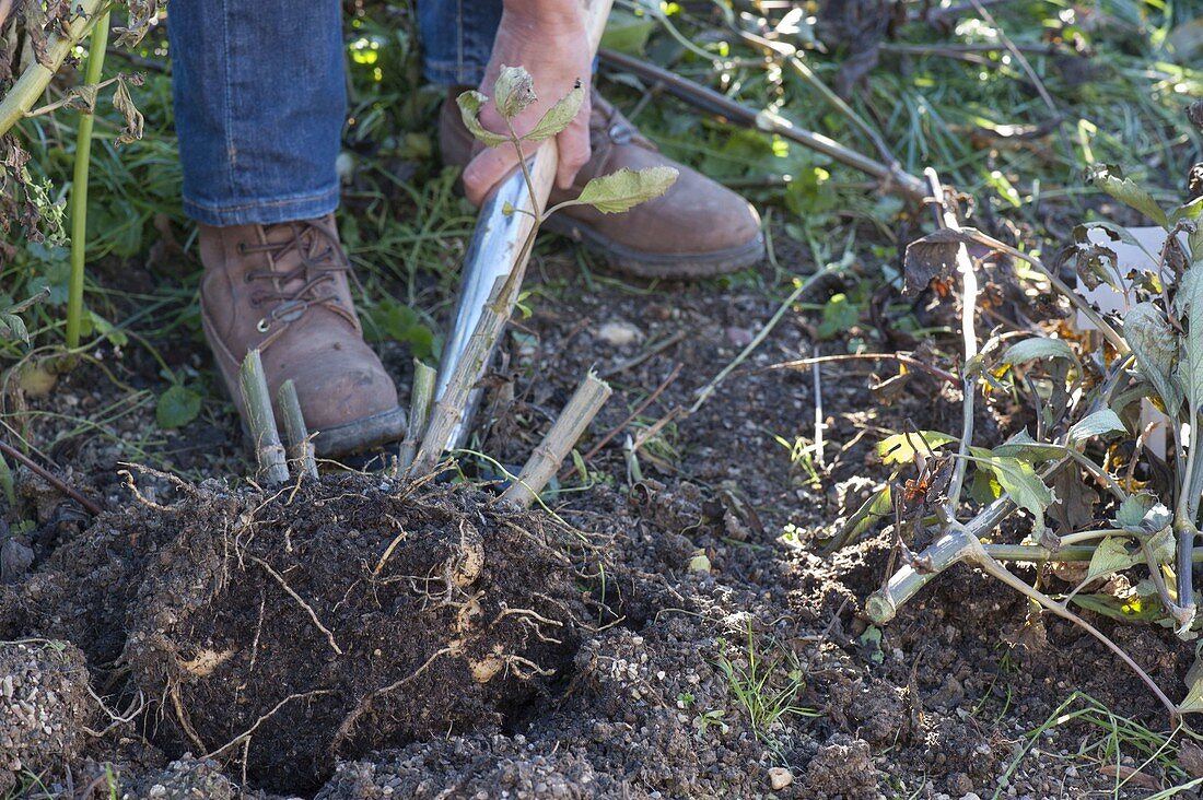 Cut dahlias in autumn, dig out and winter in box with sand