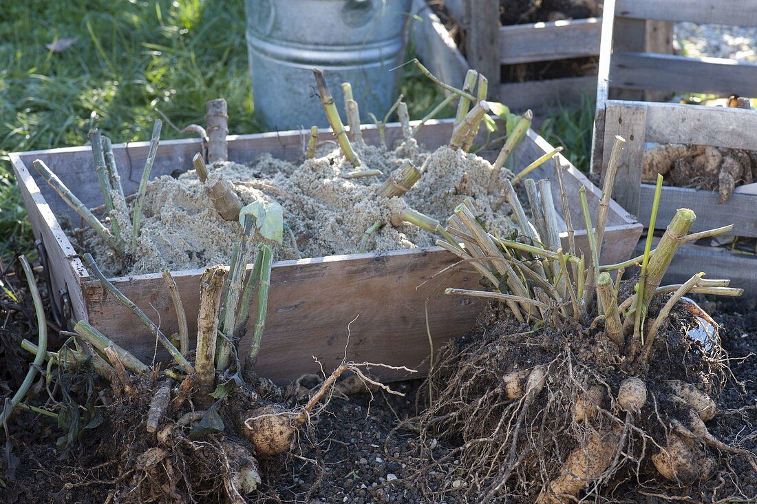 Dahlien im Herbst abschneiden, ausgraben und in Kiste mit Sand einwintern