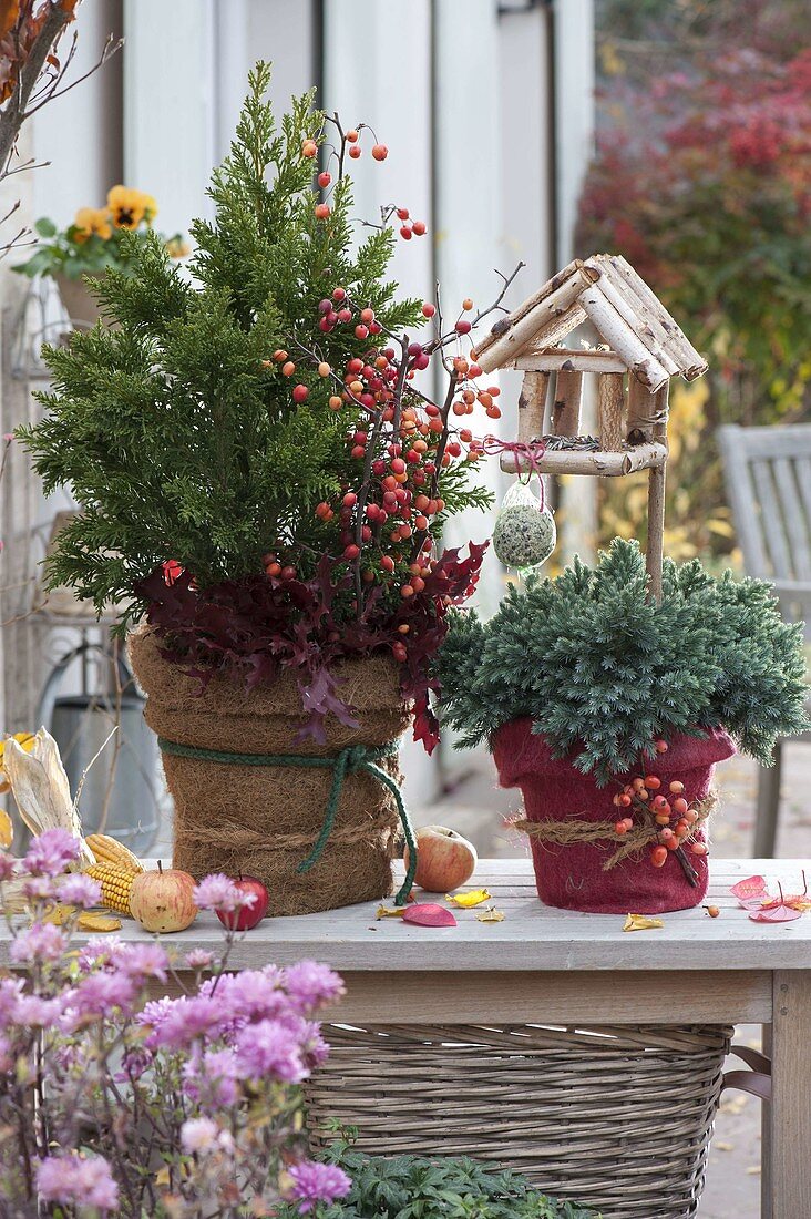 Conifers packed in pots for winter: Juniperus squamata 'Blue Star'