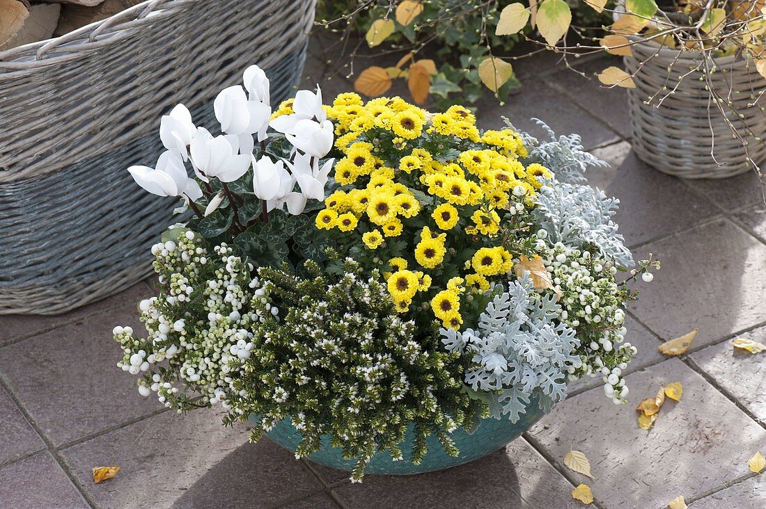 White-yellow planted turquoise bowl: Cyclamen (Cyclamen)
