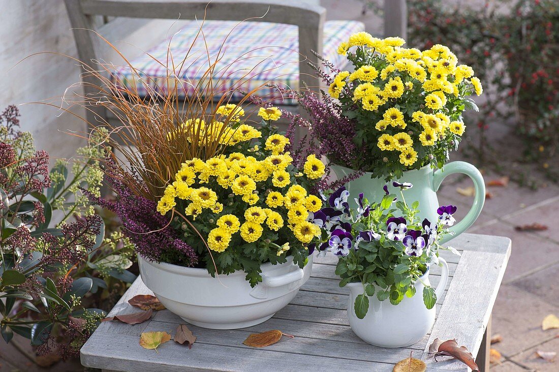 Porzellangefässe mit gelben Chrysanthemum × indicum 'Vymini'