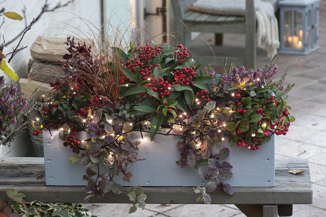 Box planted in winter with Skimmia reevesiana (fruit skimmia)