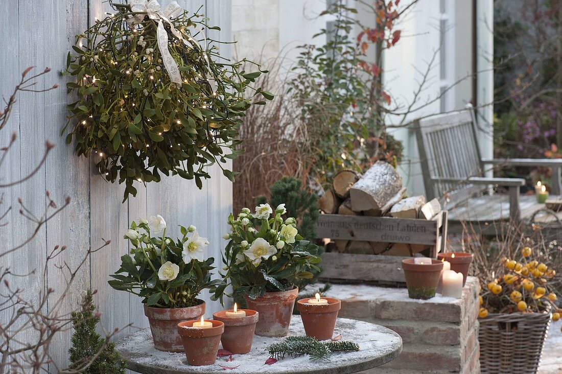 Mistletoe shrub with fairy lights