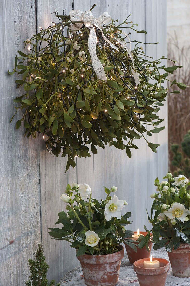 Mistletoe bush with fairy lights