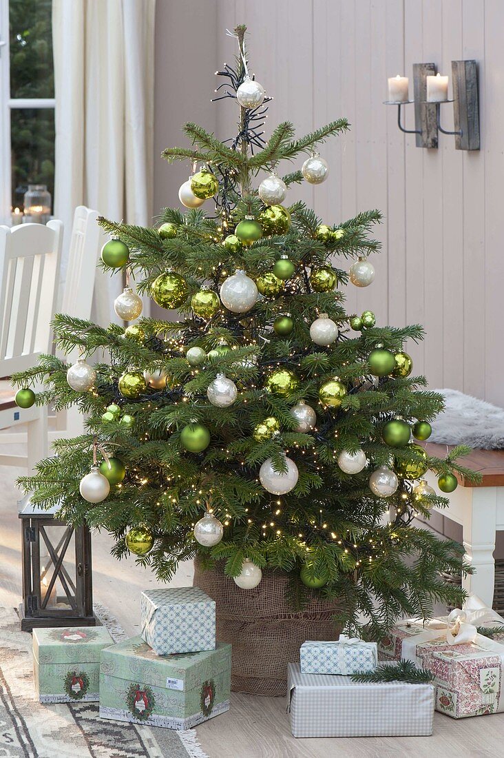 Abies nordmanniana (Nordmann fir) decorated with fairy lights