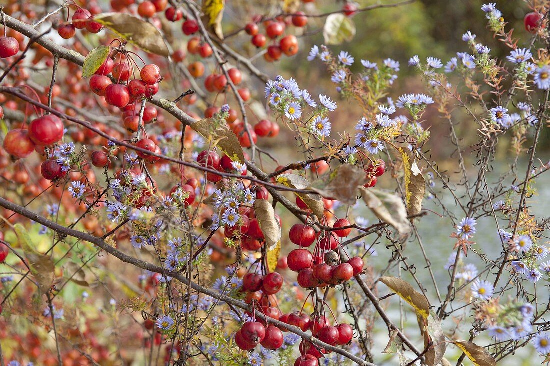 Malus 'Evereste' (Zierapfel) mit roten Früchten und Aster (Herbstaster)