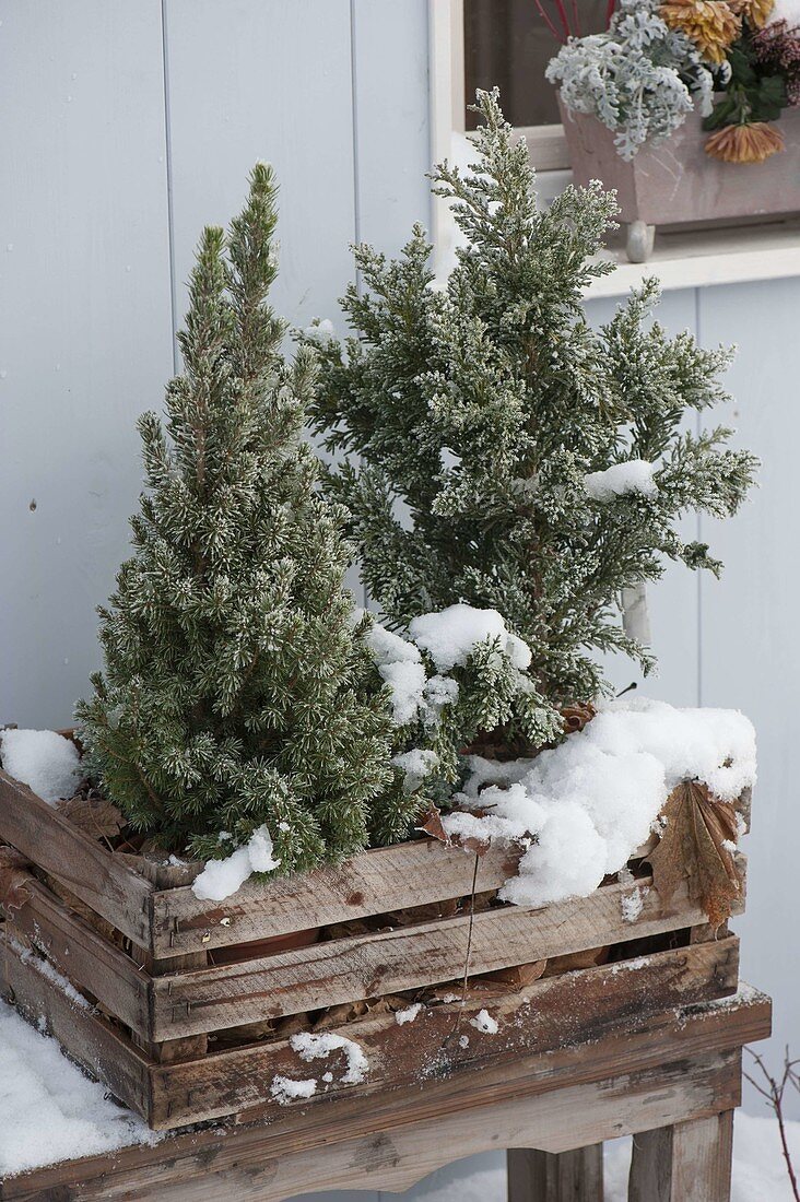 Chamaecyparis obtusa 'Wire' (false cypress) and Picea glauca 'Conica'