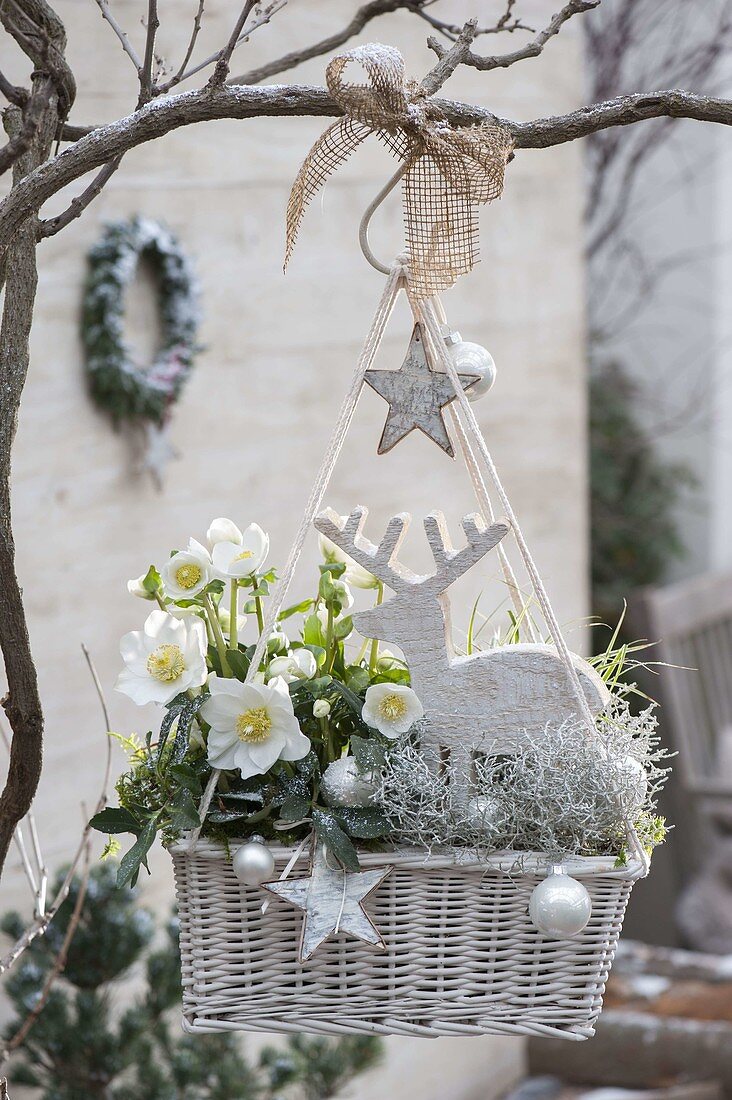 Hanging basket box planted with Helleborus niger HCG 'Wintergold'