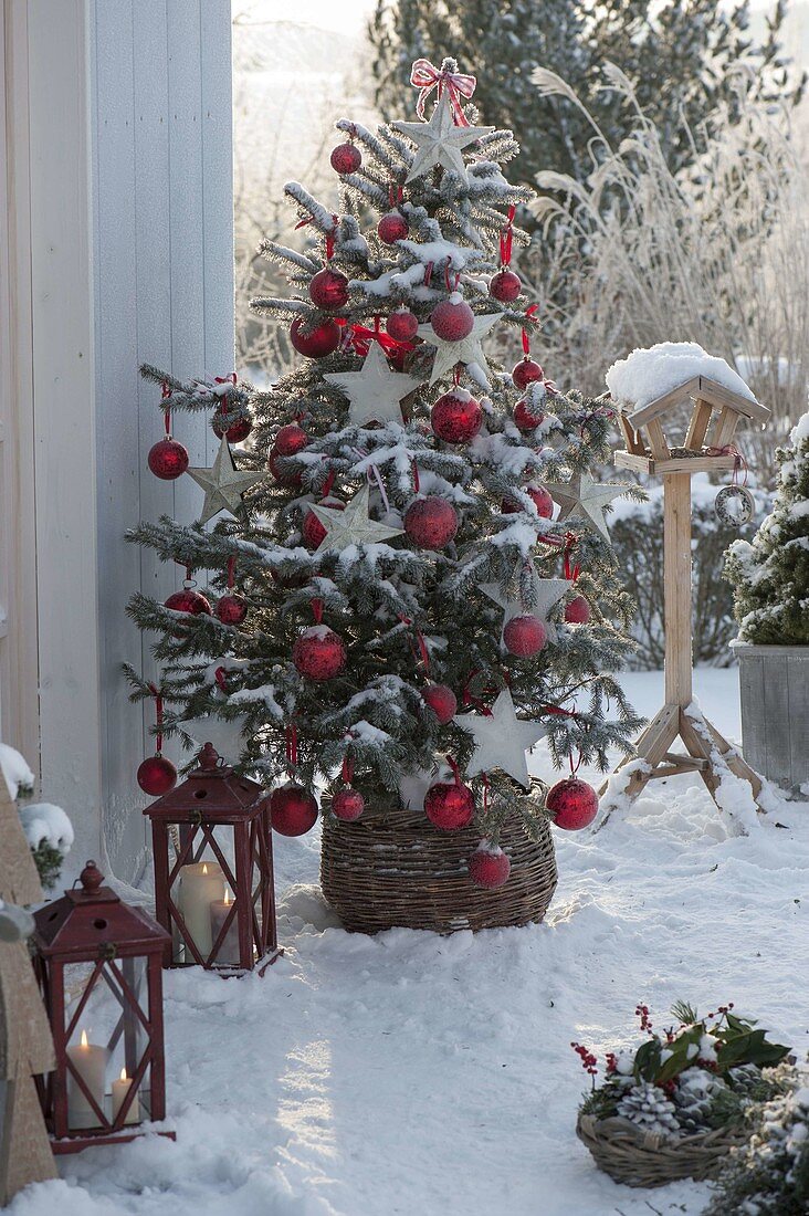 Abies nordmanniana (Nordmann fir) decorated as Christmas tree