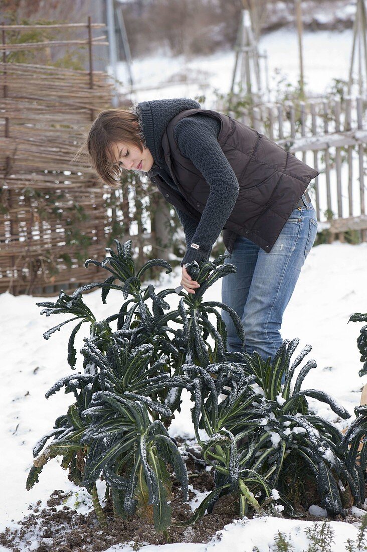 Young woman harvesting kale, palm kale 'Nero di Toscana'.