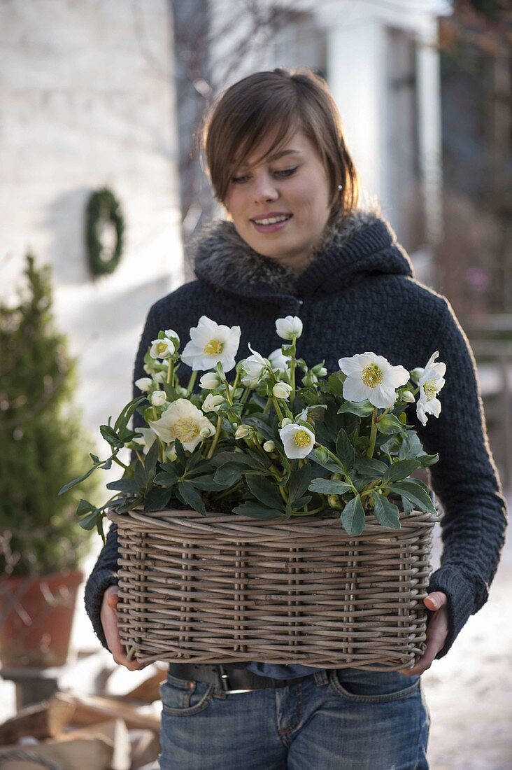 Frau bepflanzt Korbkasten mit Christrosen