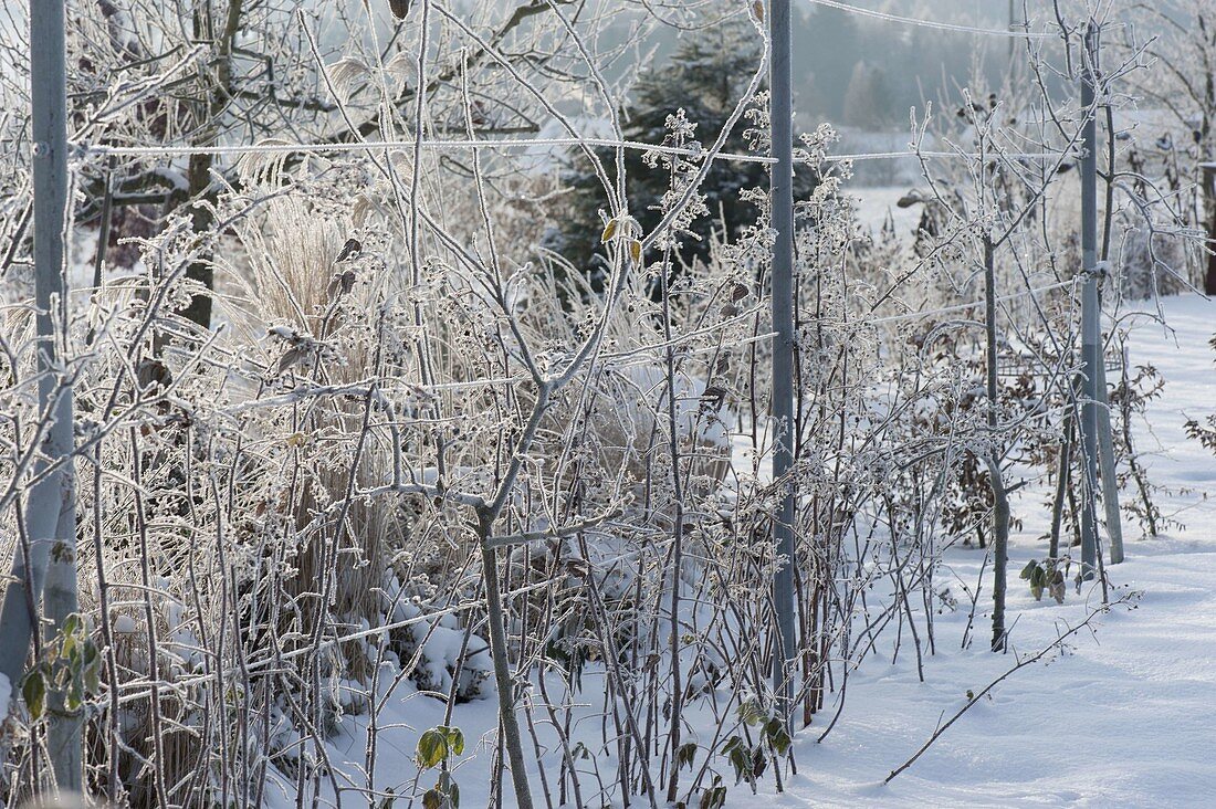 Drahtspalier mit Malus (Apfelbäumchen) und Rubus (Himbeeren) im Schnee