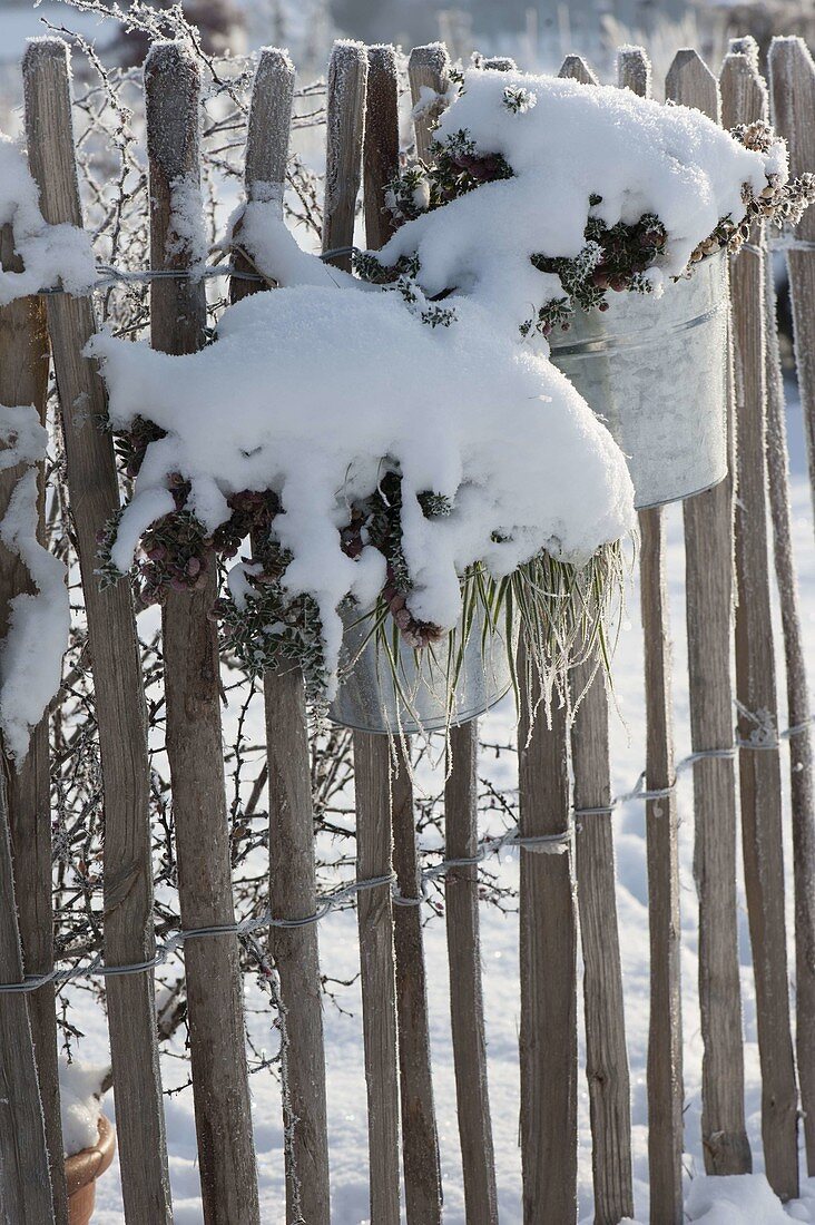 Planted tin buckets covered with snow at the fence