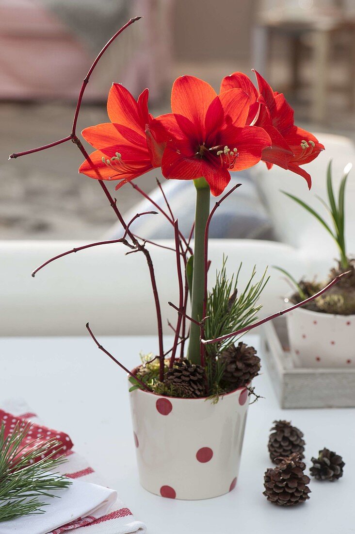 Hippeastrum Kolibri 'Red' (miniature amaryllis) with Cornus (dogwood), Pinus