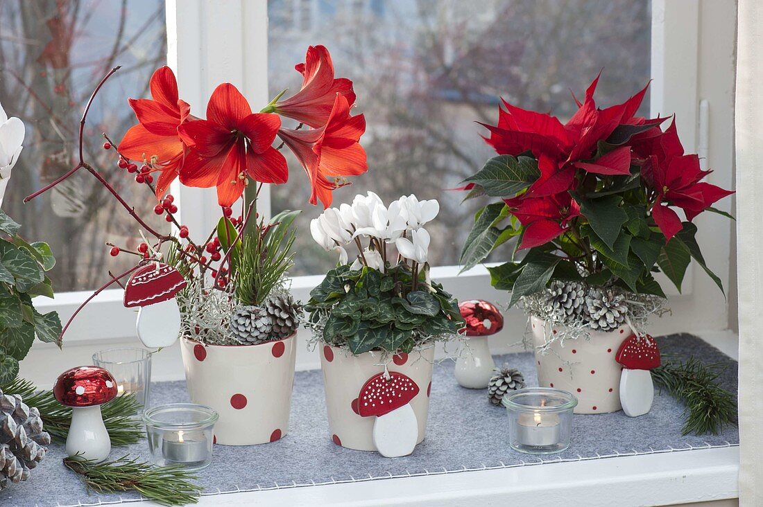 Gepunktete Töpfe mit Hippeastrum Kolibri 'Rot' (Mini-Amaryllis)