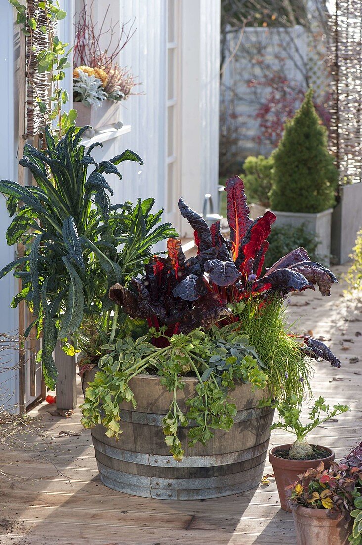 Wooden barrel with vegetables: Kale 'Nero di Toskana' (Brassica), Swiss chard