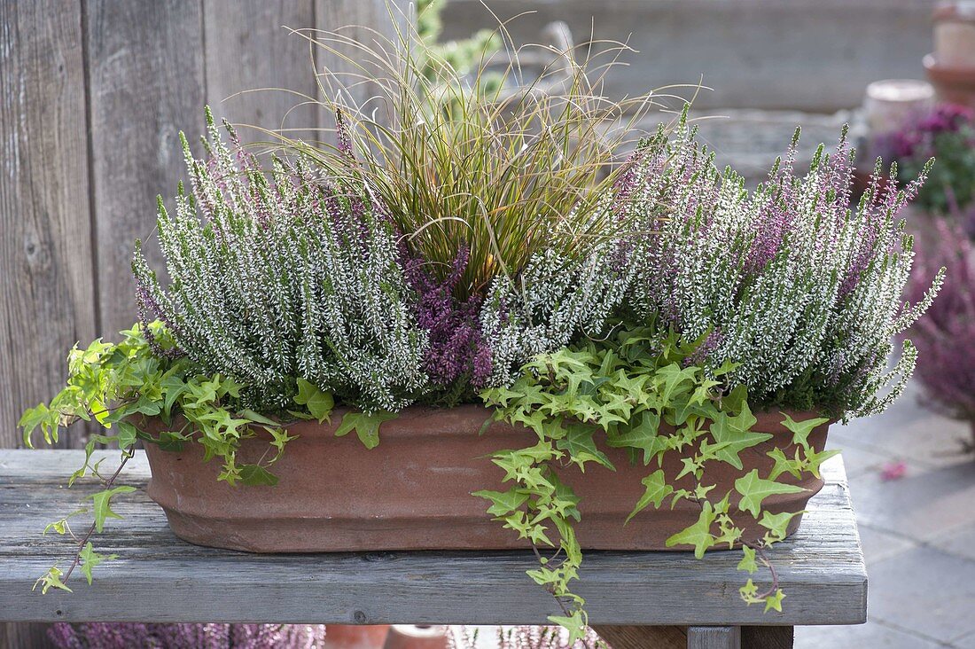 Clay box with Calluna Trio Girls (budding broom heath)