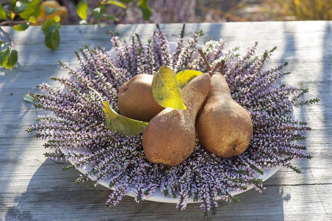 Birnen (Pyrus) auf