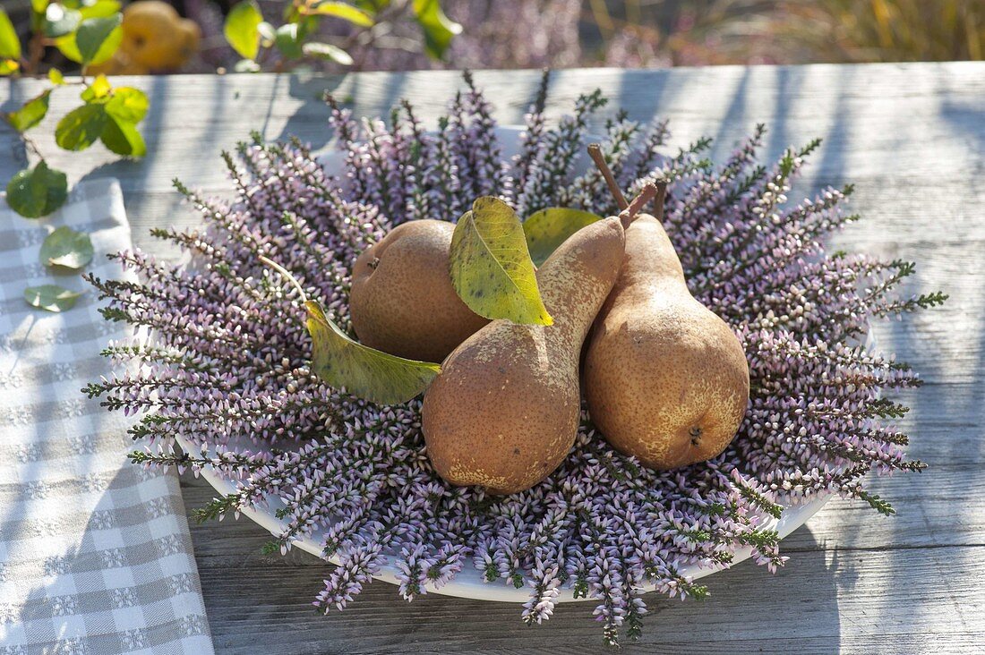 Birnen (Pyrus) auf