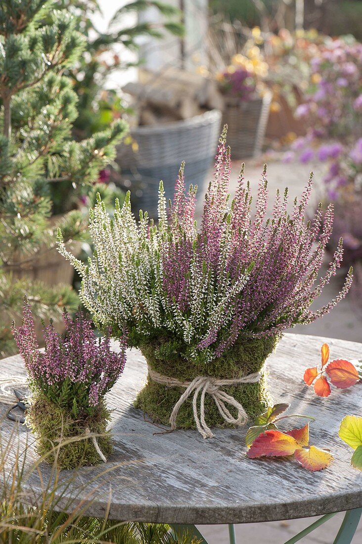 Calluna vulgaris 'Trio Girls' (Bud-flowering broom heather) in pot with moss