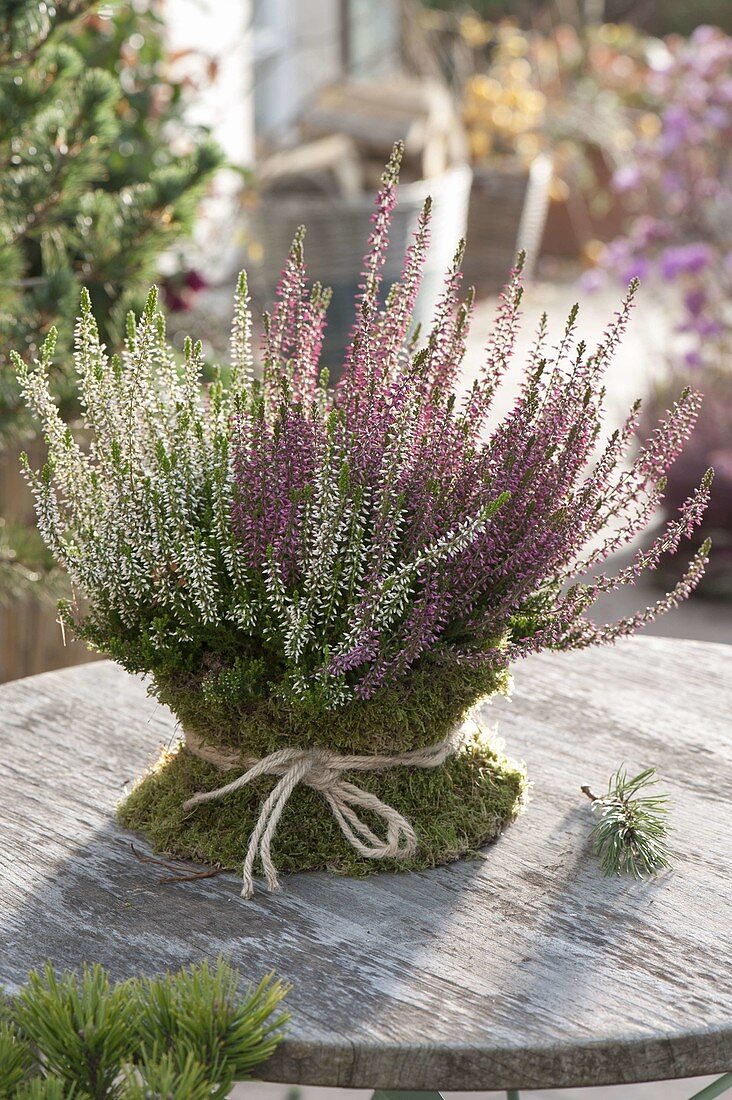 Calluna vulgaris 'Trio Girls' (Knospenblühender Besenheide) in Topf mit Moos