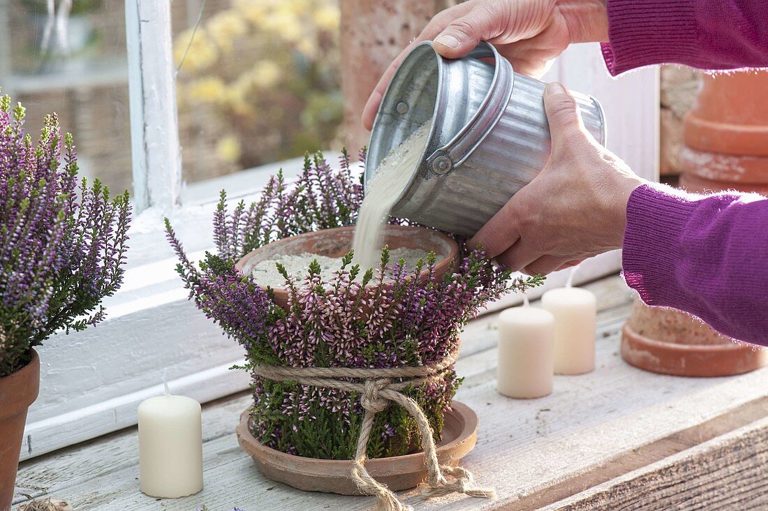 Lantern with budding broom heather at the window