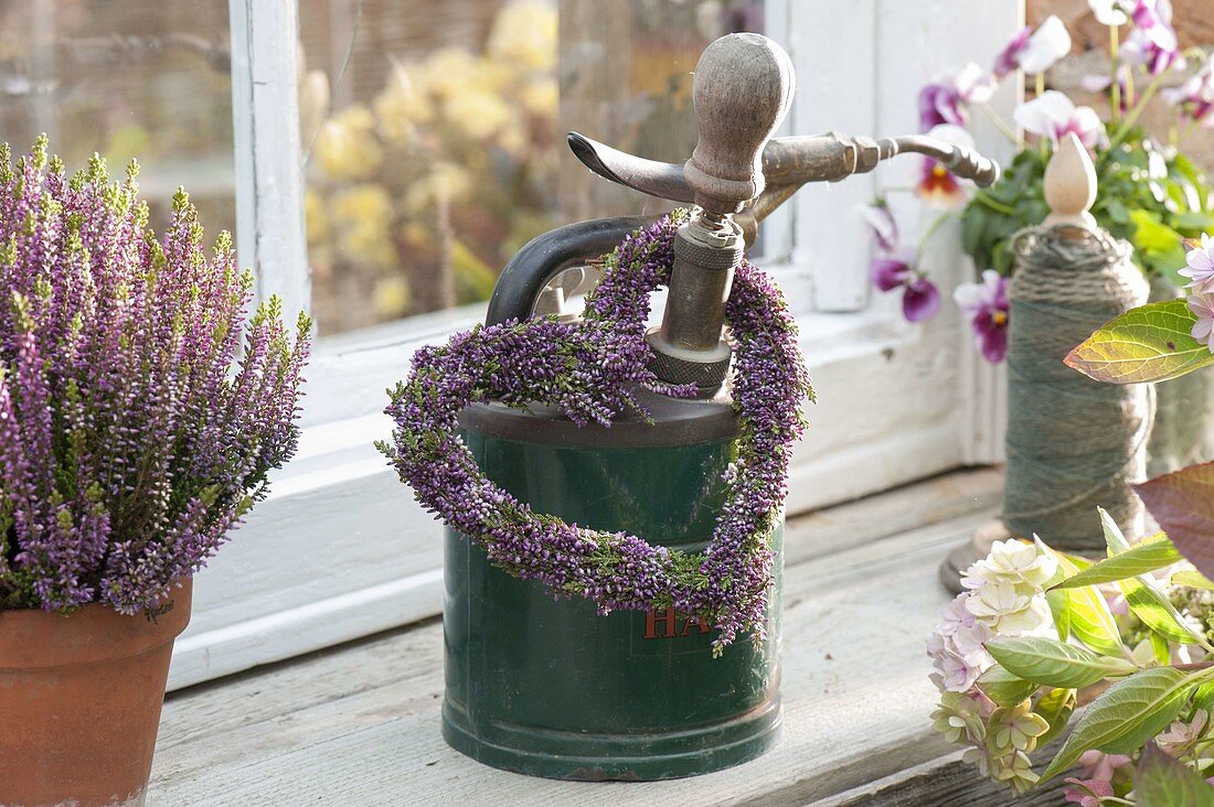 Heart of Calluna vulgaris (budding heather) by the window