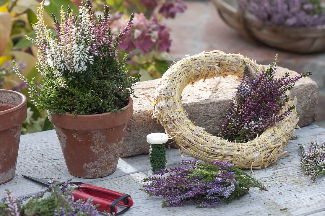 Wreath of Calluna vulgaris (Budding broom heather)