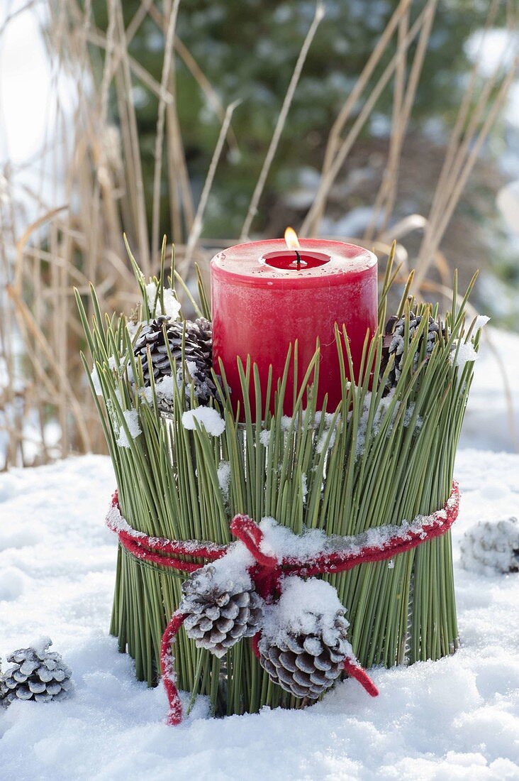 Rote Kerze in Topf mit Verkleidung aus langen Nadeln von Pinus