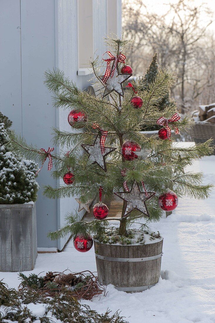 Pinus sylvestris (Pine) as a living Christmas tree, decorated