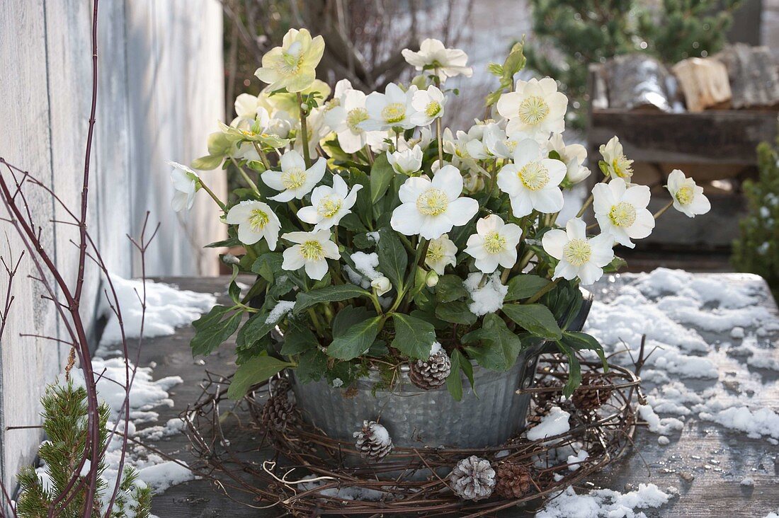 Helleborus niger 'Wintergold' (Christmas roses) in zinc bowl