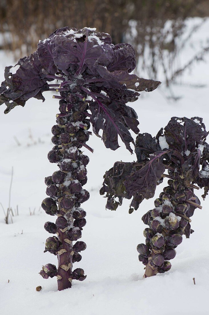 Brussels sprouts, red 'Rubies' (Brassica oleracea var. gemmifera)