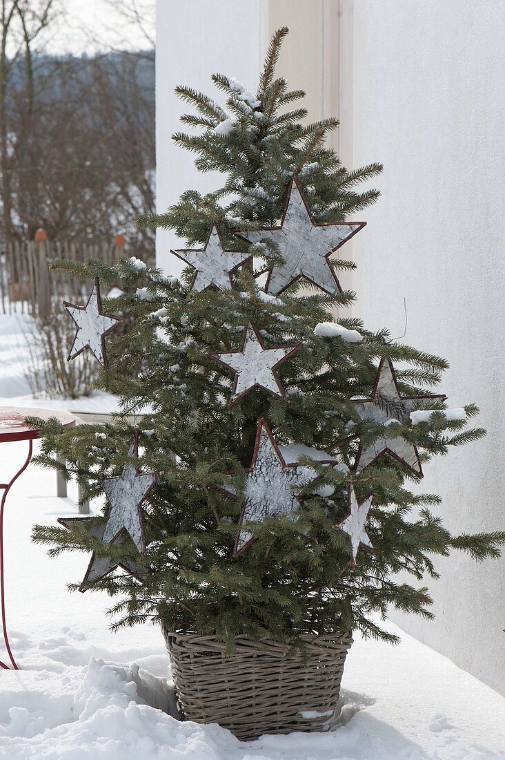 Picea pungens 'Glauca' festively decorated