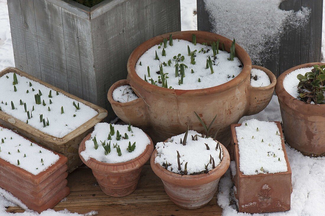 Spring flowering plants overwintering in terracotta containers sprout through snow