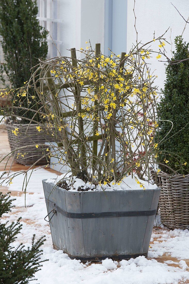 Jasminum nudiflorum (winter jasmine) in wooden tub on snowy terrace
