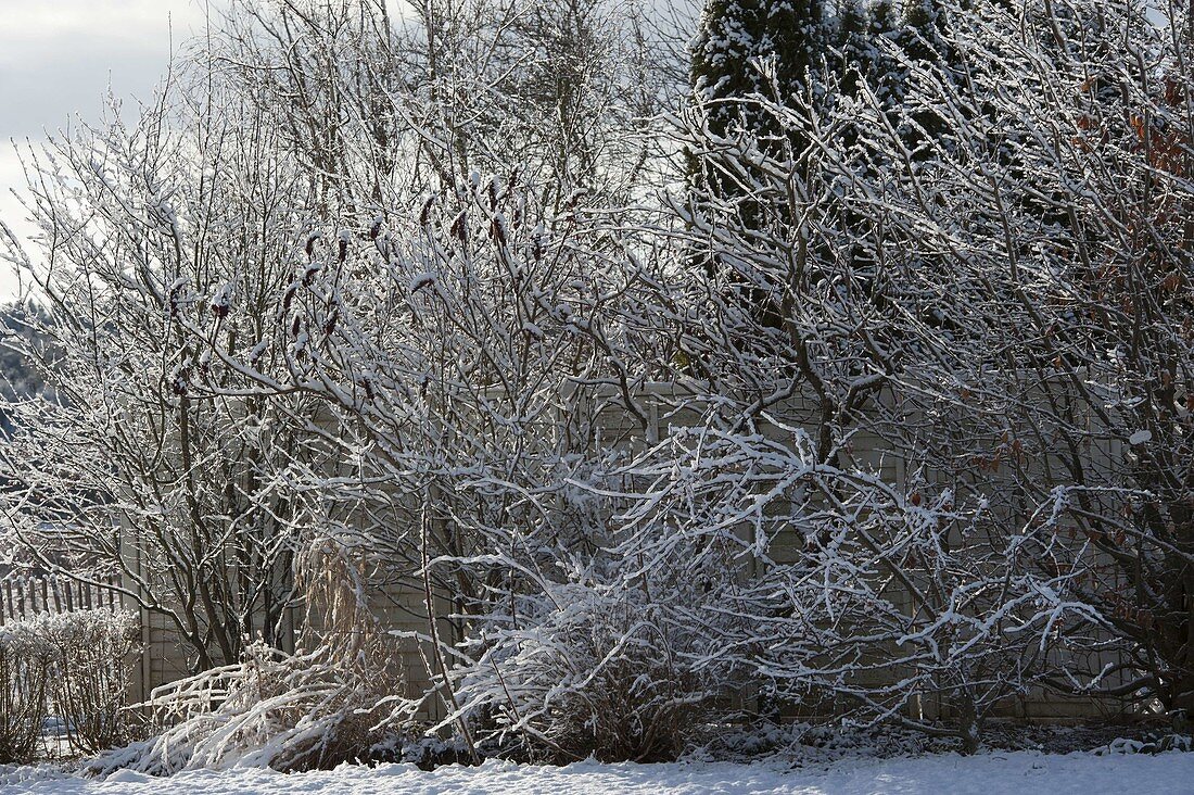 Bed with snowy shrubs in winter garden