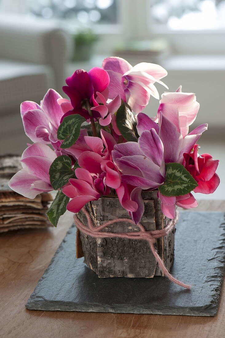 Bouquet of Cyclamen in vase, with bark of Betula