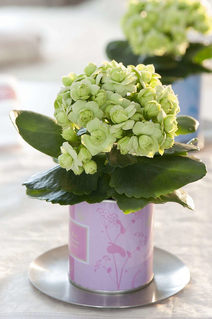 Kalanchoe 'Paris Evergreen' (Flaming Katy) in tin can