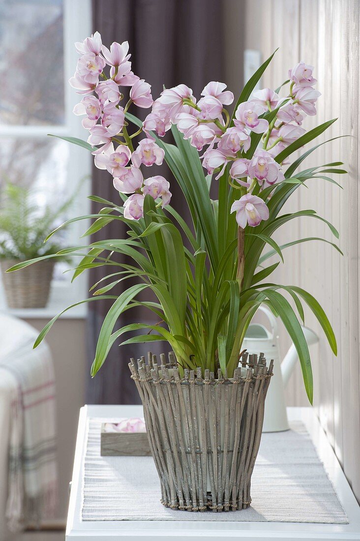 Cymbibium (Kahnorchis) in a basket planter